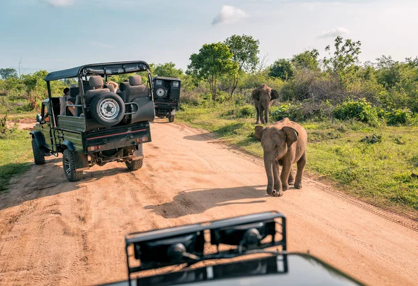Wildlife & Safari Adventures